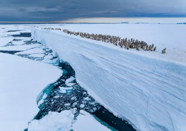 Pichones de pingüino emperador se apiñan en el borde de una plataforma de hielo, preparándose para saltar al océano helado. El vasto telón de fondo antártico detrás de ellos.