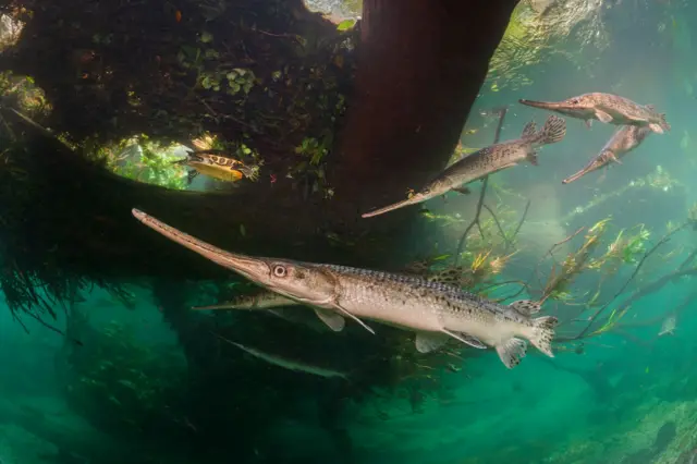 Una hembra de gran tamaño se desliza bajo la superficie de un río claro, rodeada de machos más pequeños y esbeltos. Los peces tienen el hocico alargado y escamas plateadas. En las aguas llenas de plantas se ve una tortuga.