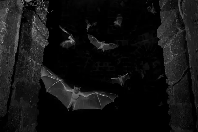 Múltiples murciélagos frugívoros salen volando de un edificio en ruinas y en penumbra, con las alas extendidas.