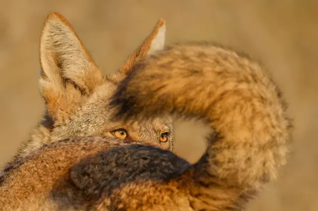 Primer plano del ojo ámbar de un coyote macho, enmarcado por la larga cola de punta negra de una hembra cercana. Ambos coyotes son parcialmente visibles en la suave luz natural.