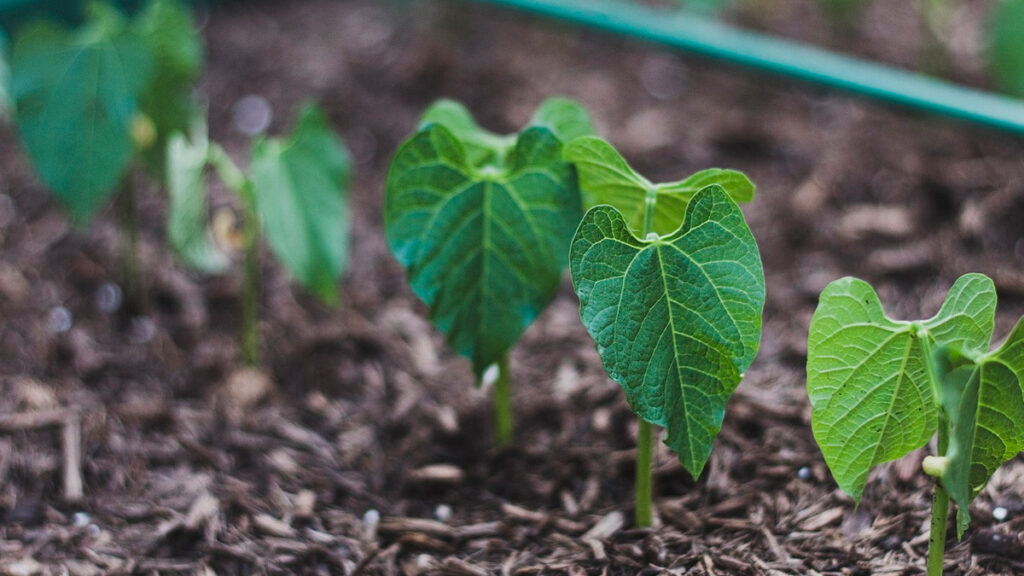 Qué Sembrar en Octubre: Los Cultivos que te Darán Ventaja en Primavera