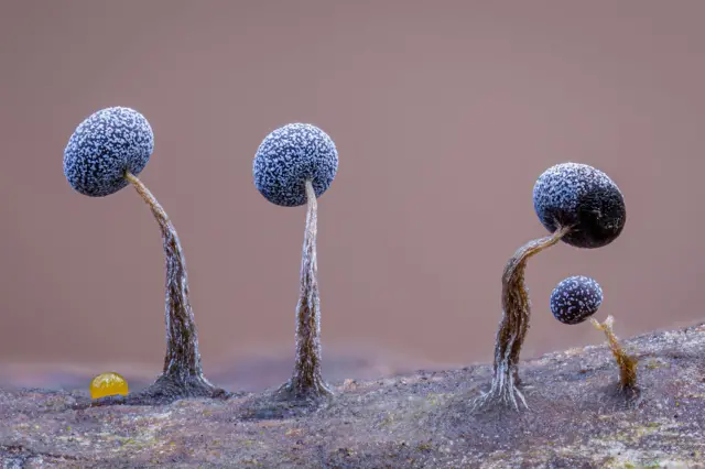 Un tronco musgoso y caído está recubierto de mohos esféricos que parecen una hilera de canicas en miniatura. Un huevo de insecto amarillo descansa entre ellos.