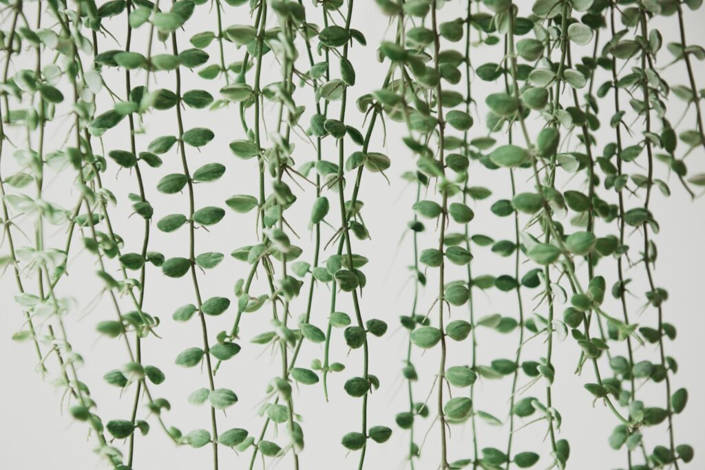 7 ideas para crear tu propio jardín vertical interior