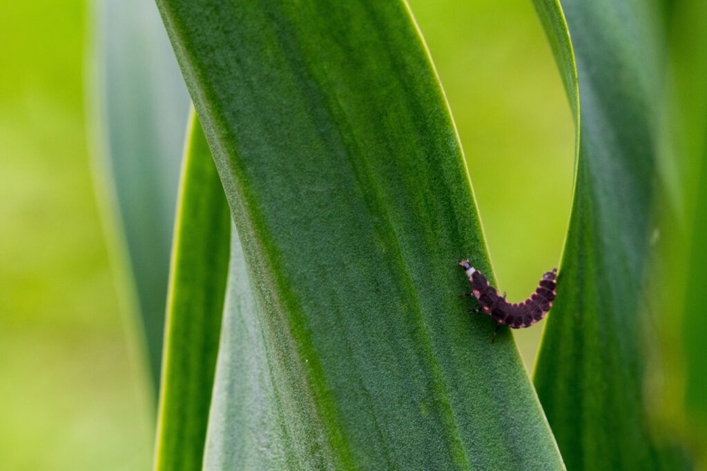 Agrobío apuesta por un control biológico de plagas innovador para los retos de la agricultura actual