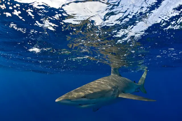 Un tiburón galápagos cerca de la superficie