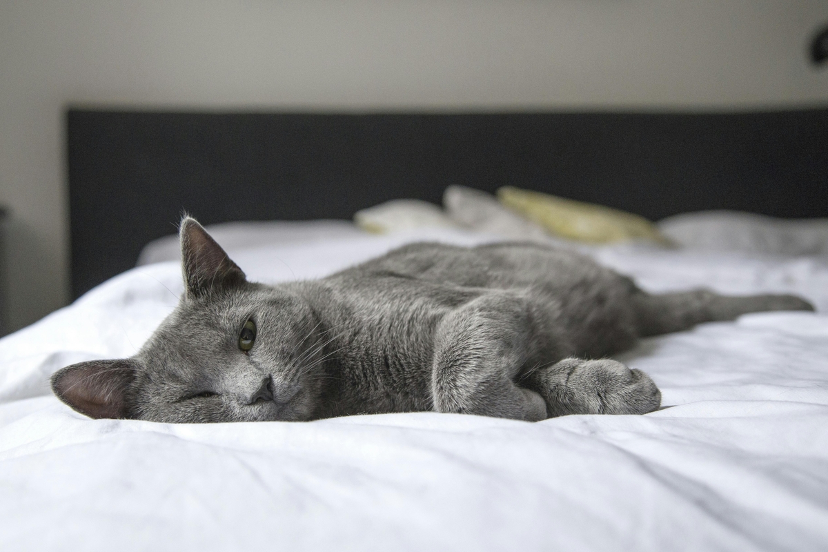 Un gato tumbado en una