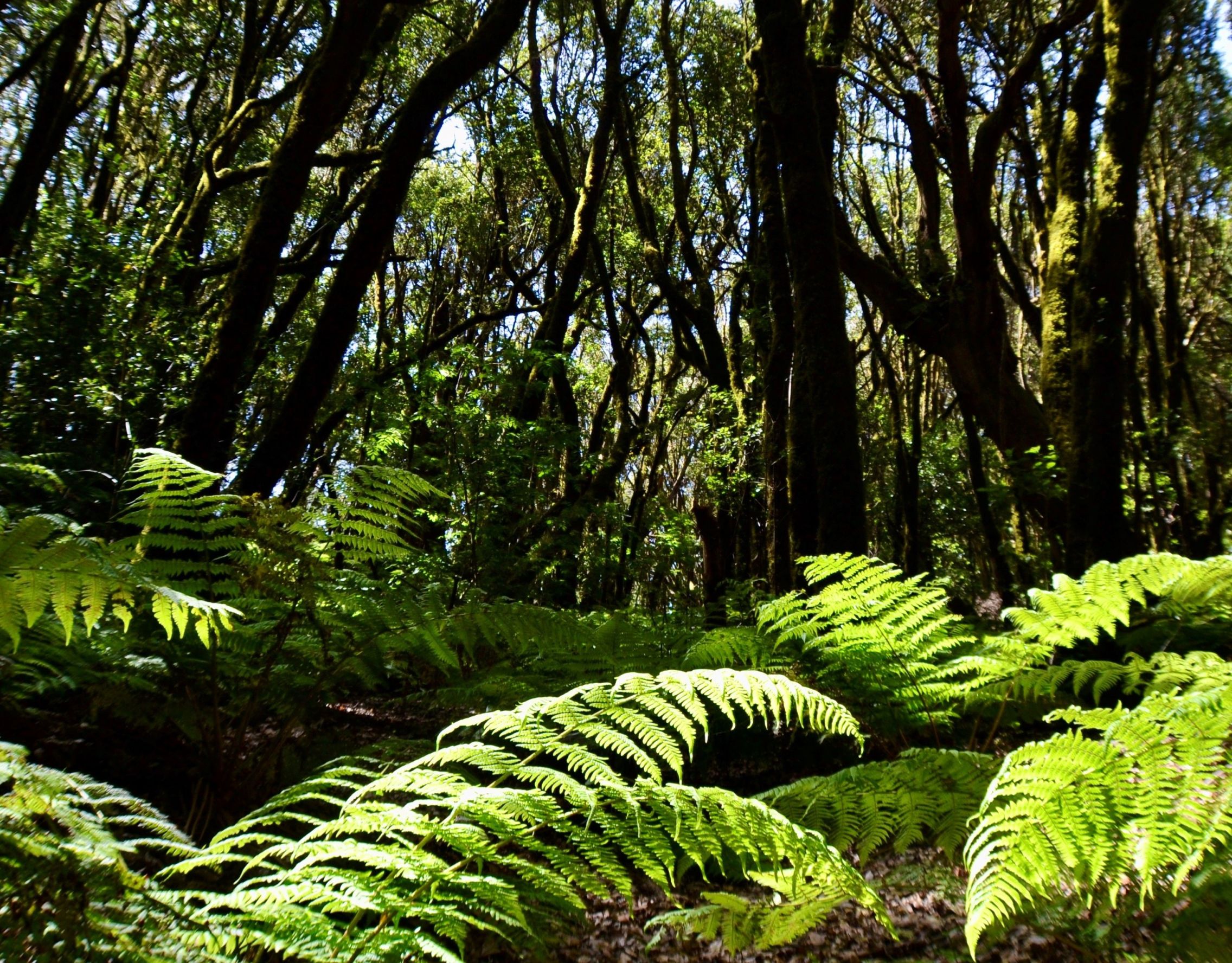 Foto: Bosque de laurisilva en este paraíso verde de La Gomera. (EFE)