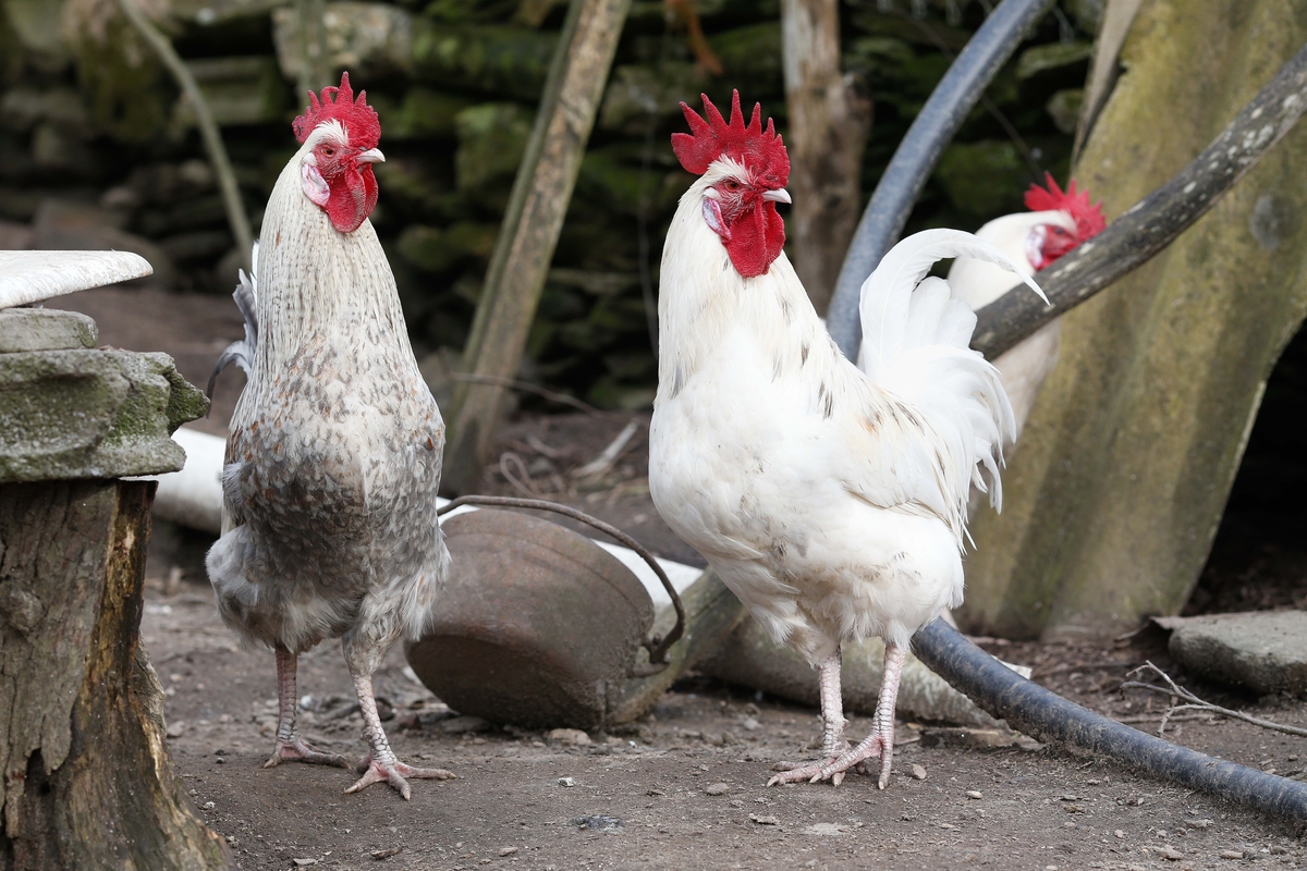 Tres gallos en un corral,