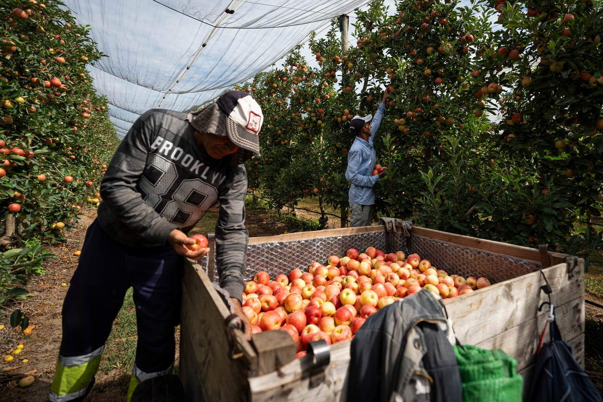 Dos trabajadores recogen manzanas en