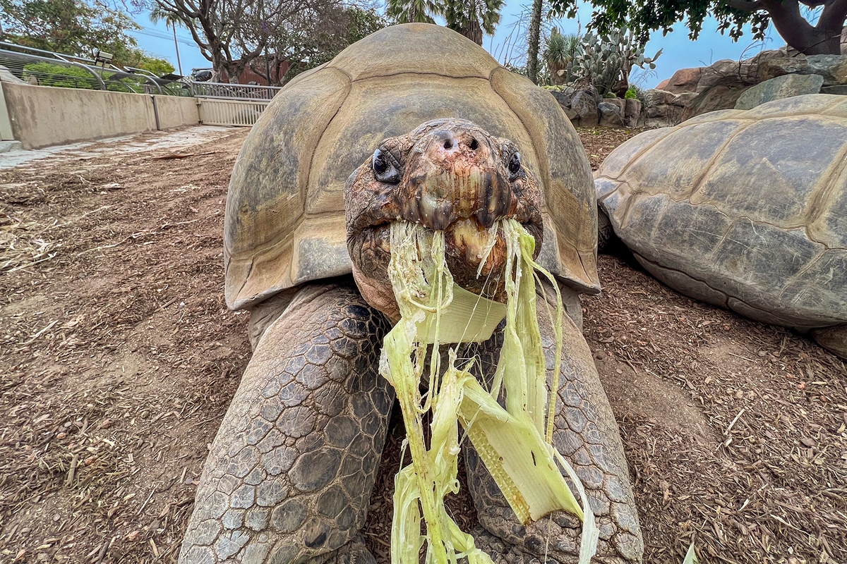 Gramma, la tortuga de las