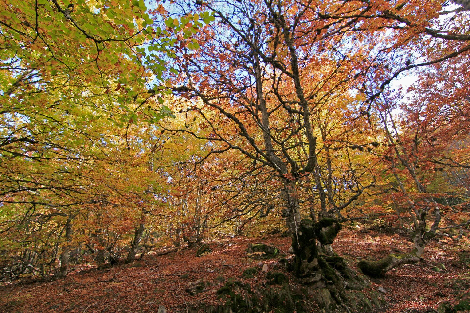 Foto: El hayedo que tienes que visitar sí o sí este otoño en Segovia. (Turismo de Castilla y León)
