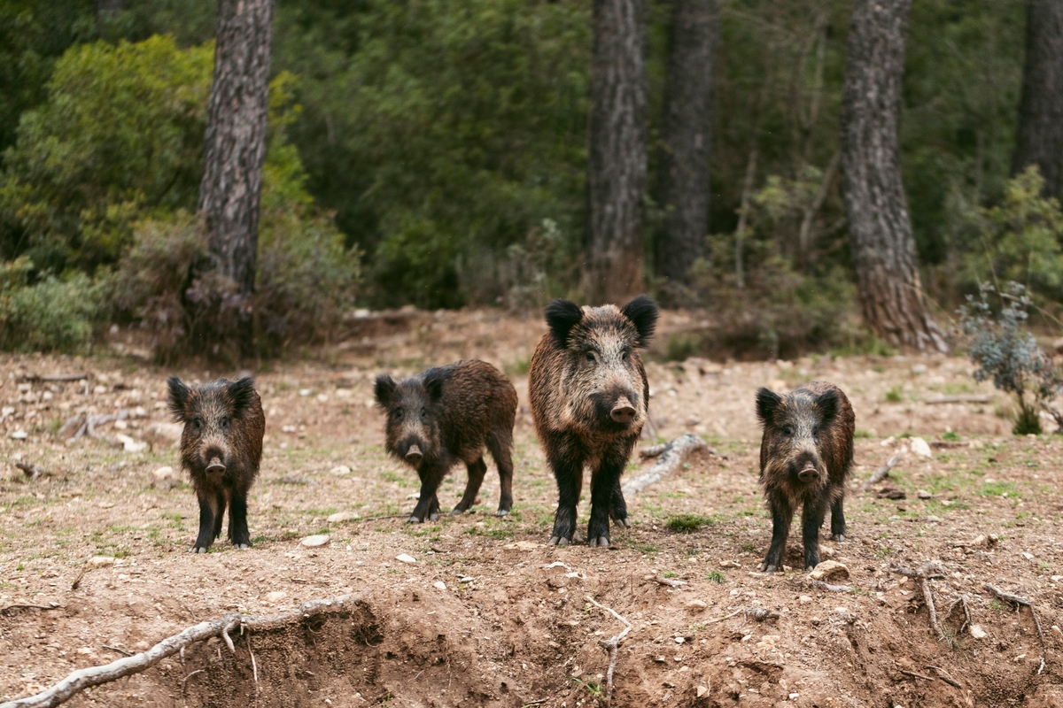 Un grupo de jabalíes. (Freepik)
