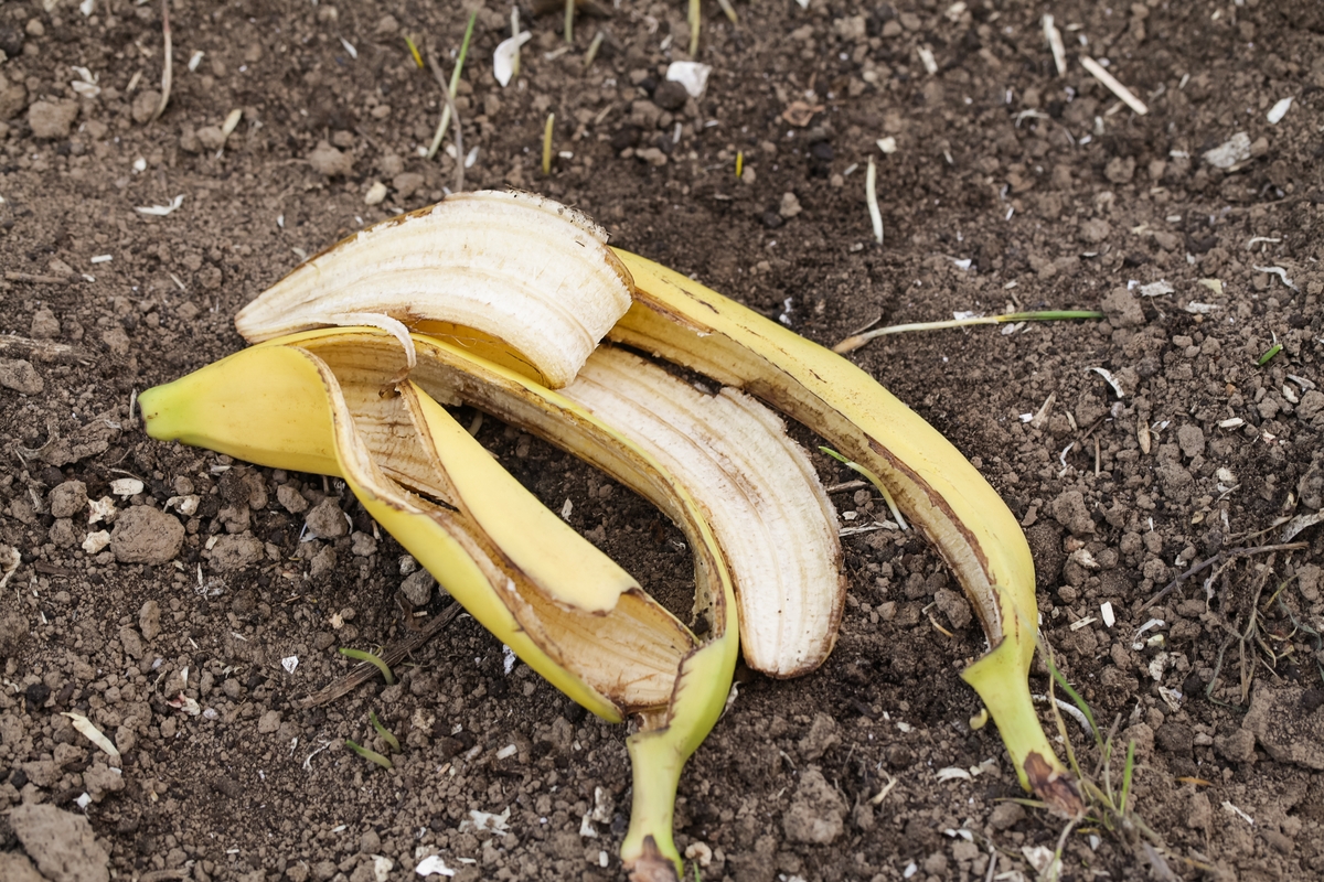 La cáscara de plátano puede