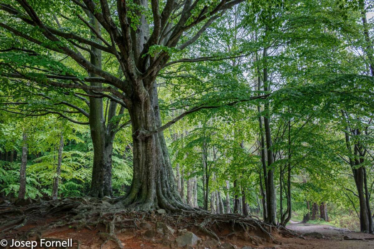 Foto: Imagen de uno de los bosques más bellos y visitados de Cataluña. (Turismo de Observación)
