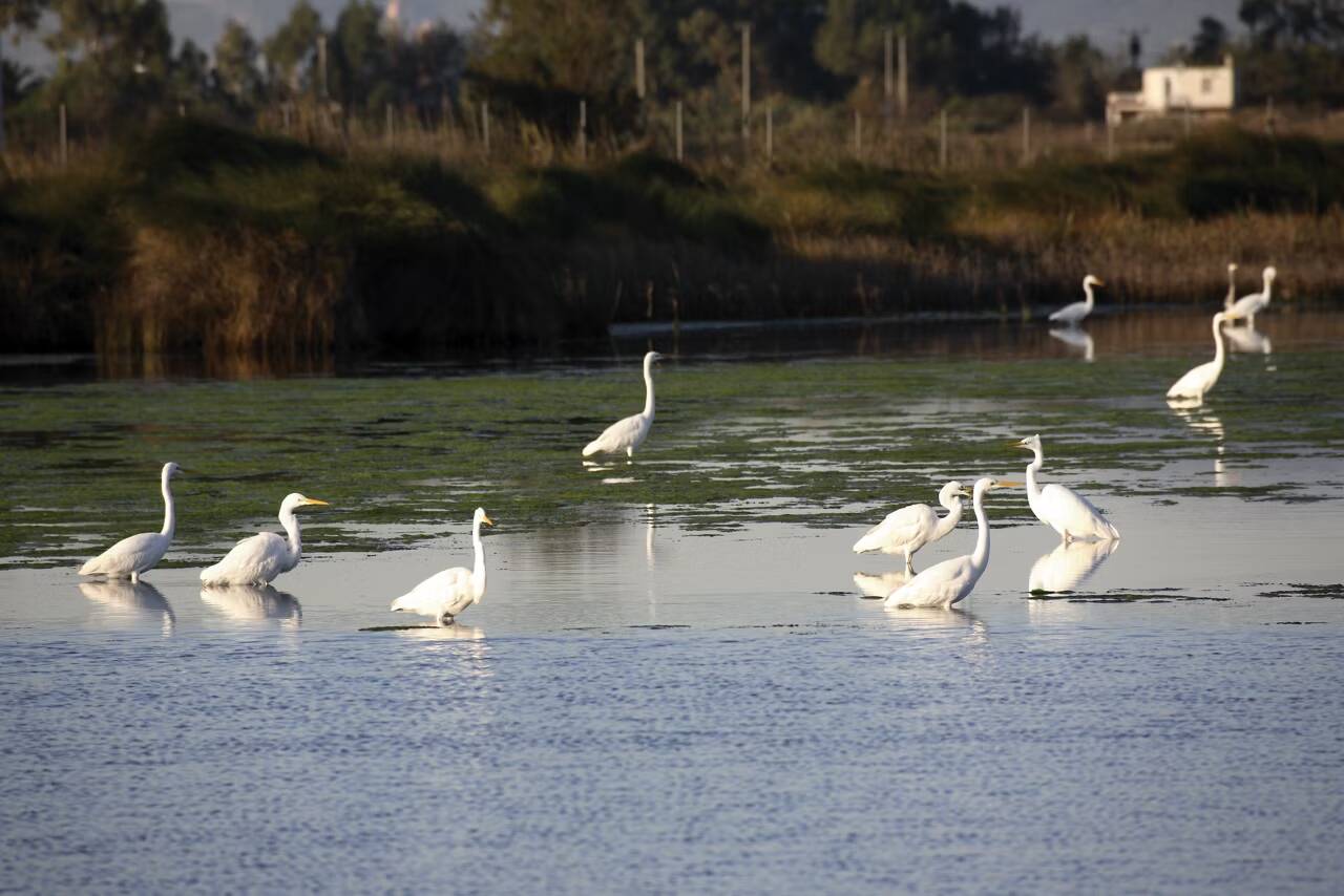 Foto: Un grupo de garzas blancas descansa en las aguas tranquilas de la laguna de este parque protegido por la Unesco. (Turisme Catalunya)