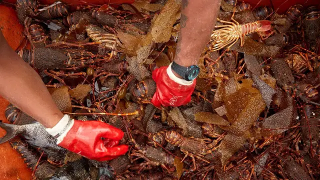 Langostas pescadas y manos de pescador