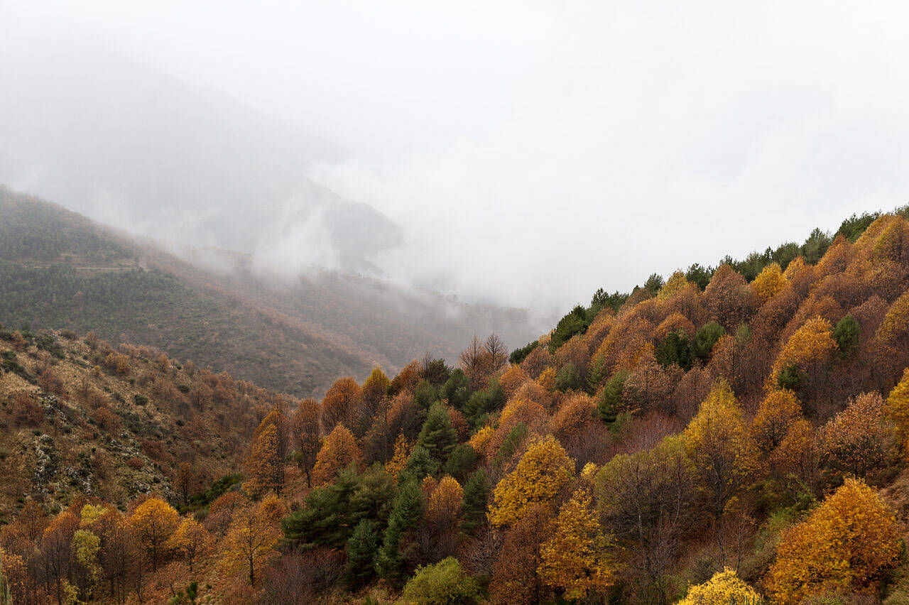 Foto: El castañar que no te puedes perder este otoño en Extremadura. (Diputación de Cáceres)