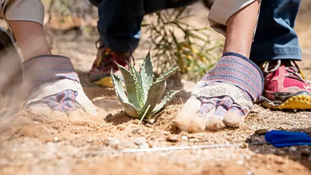 Primer plano de una persona plantando un agave