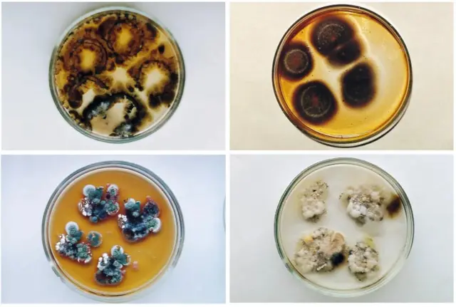 Cuatro discos Petri con diferentes muestras del moho que crece en Chernóbil