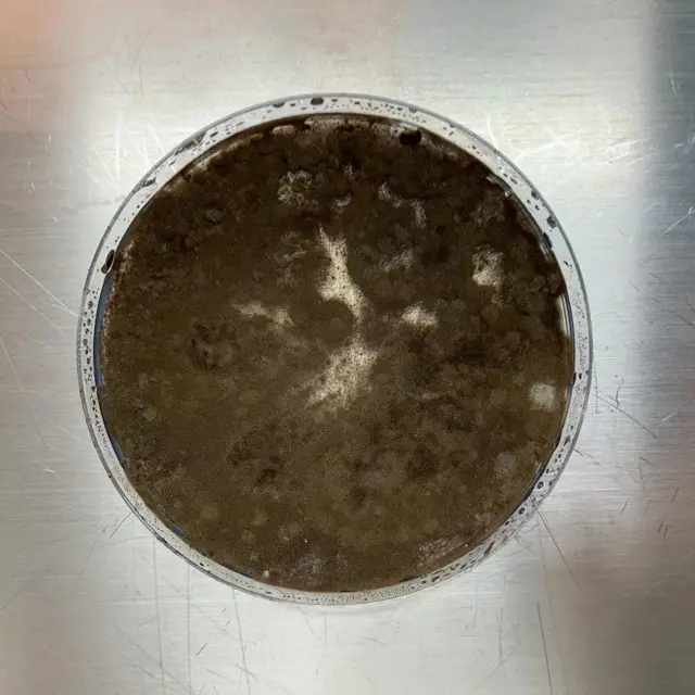 Un disco de Petri con una muestra una muestra del moho de Chernóbil