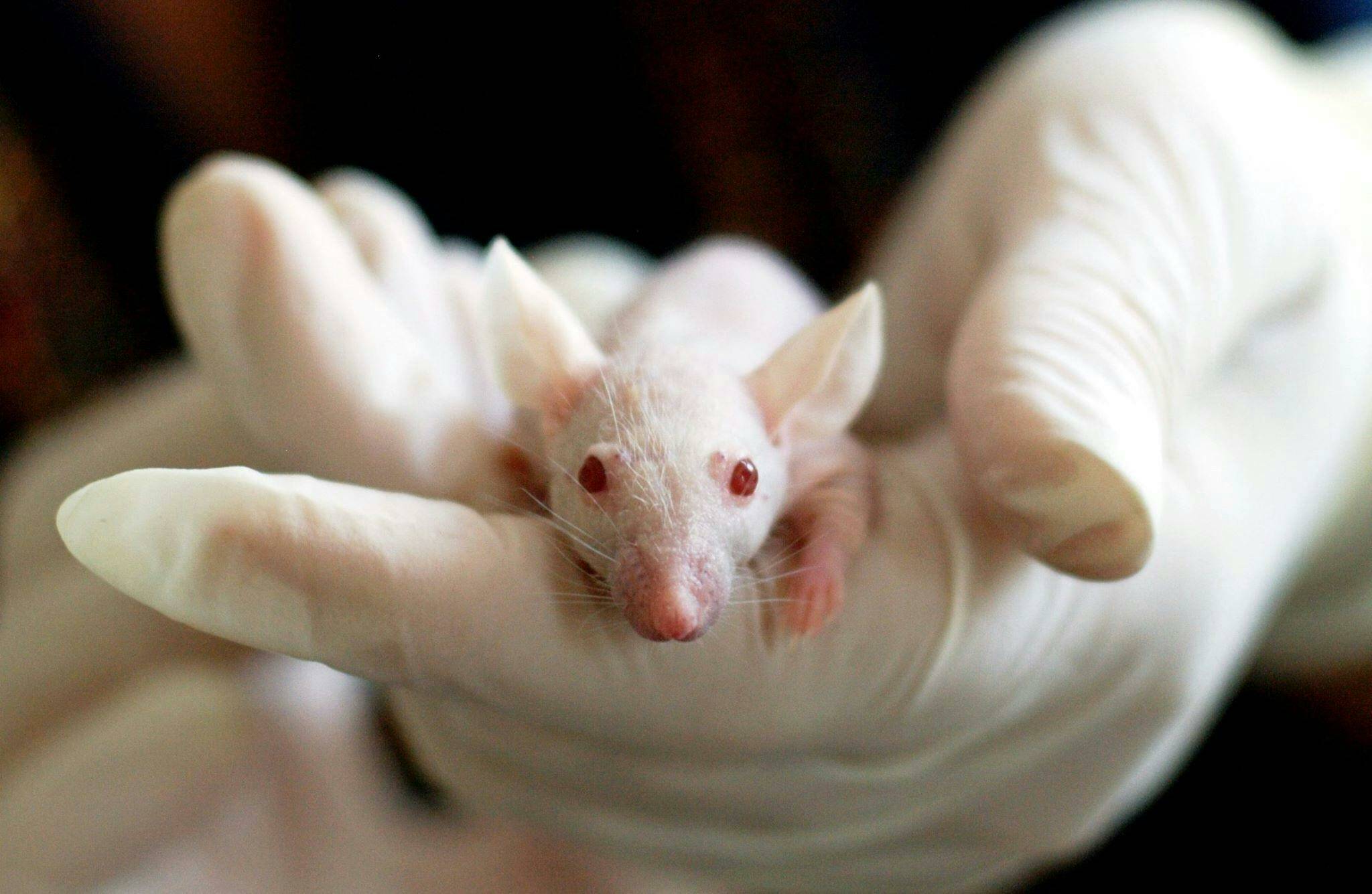 Foto: Un pequeño ratón de laboratorio (Pexels)