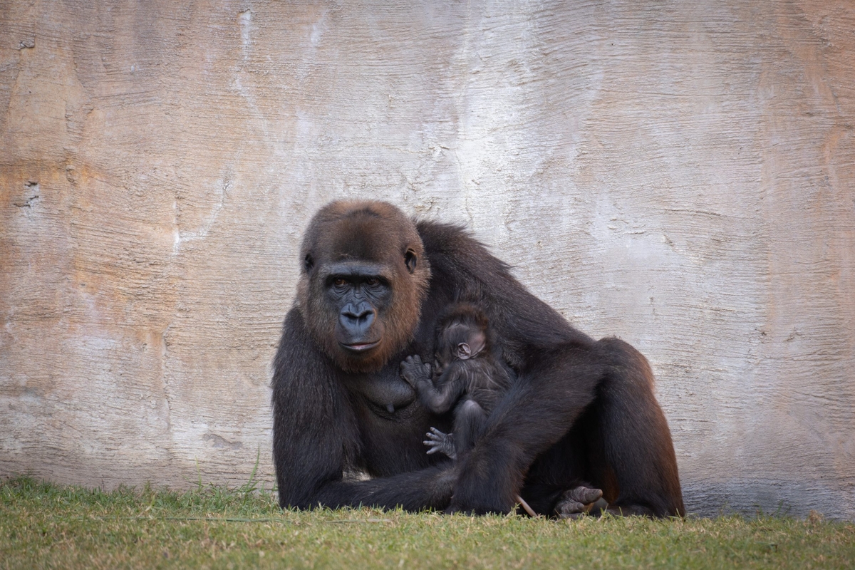 Wefa y su cría. (Bioparc