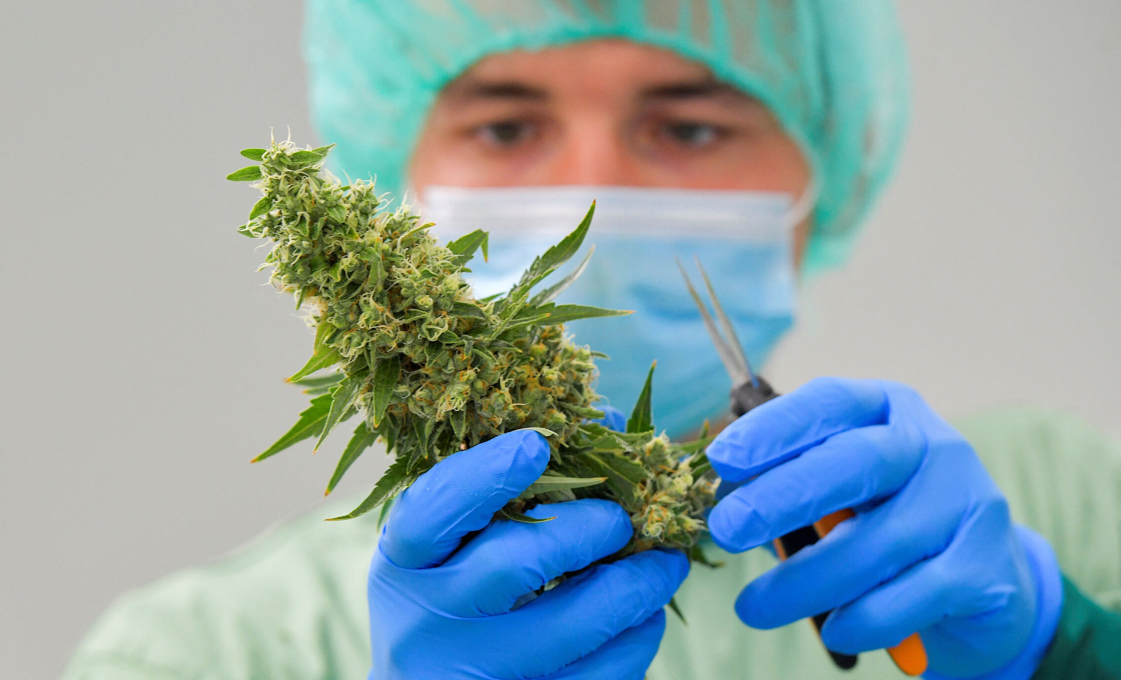 Foto: Cannabis medicinal en una planta de una compañía alemana. (Reuters/Matthias Rietschel)