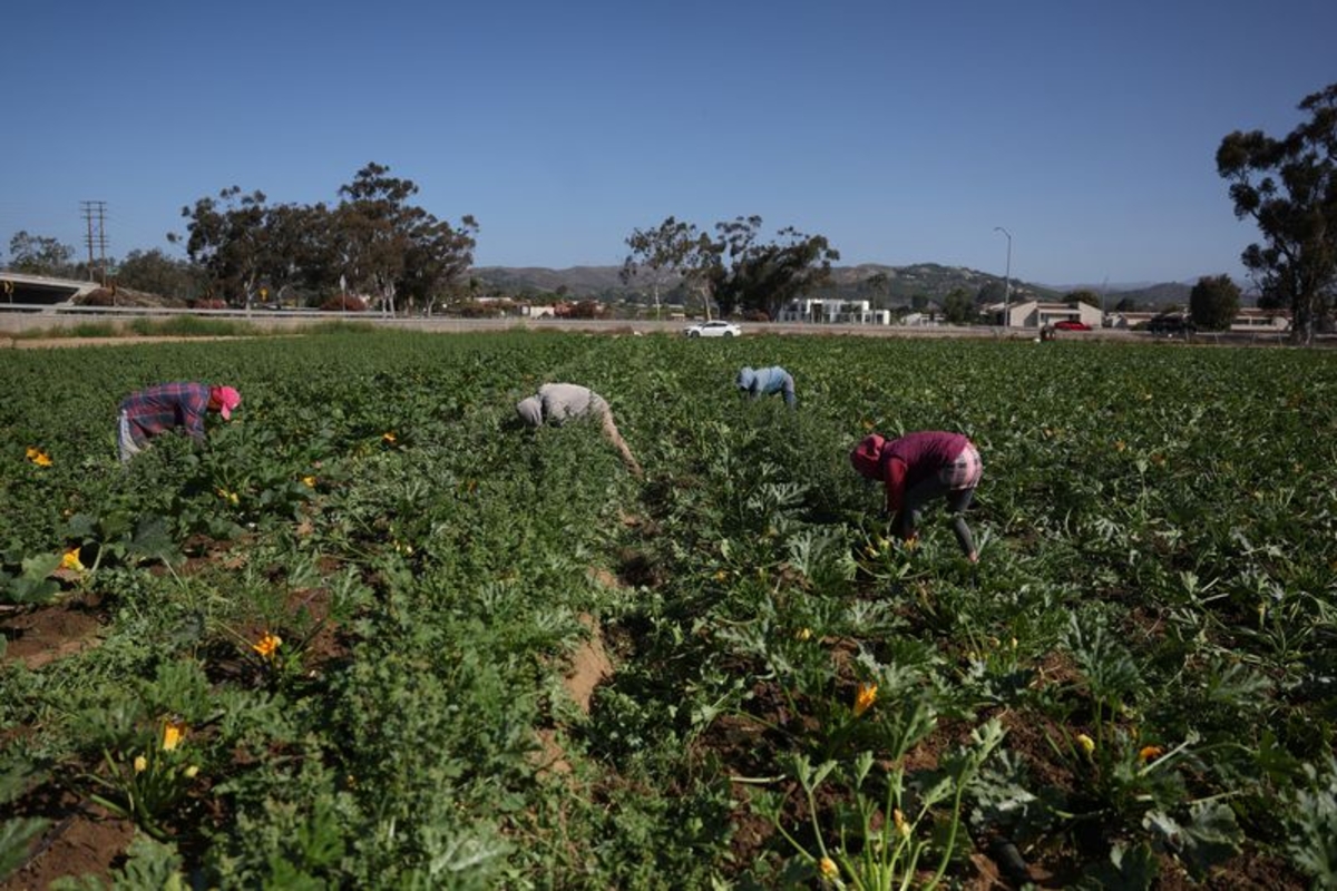 Trabajadores inmigrantes cosechan durante el