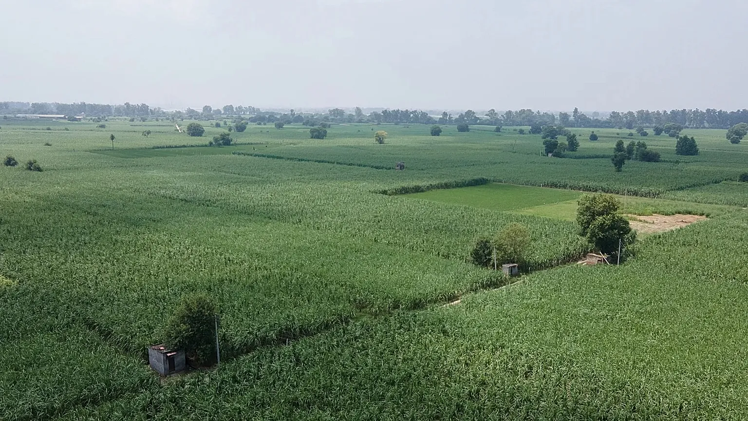 Sprawling fields of sugar cane near Meerut, India.