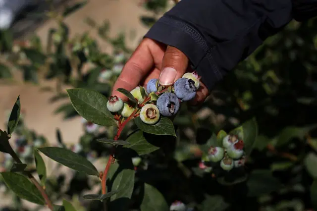 Primer plano de una planta de arándanos. Una mano los sujeta.