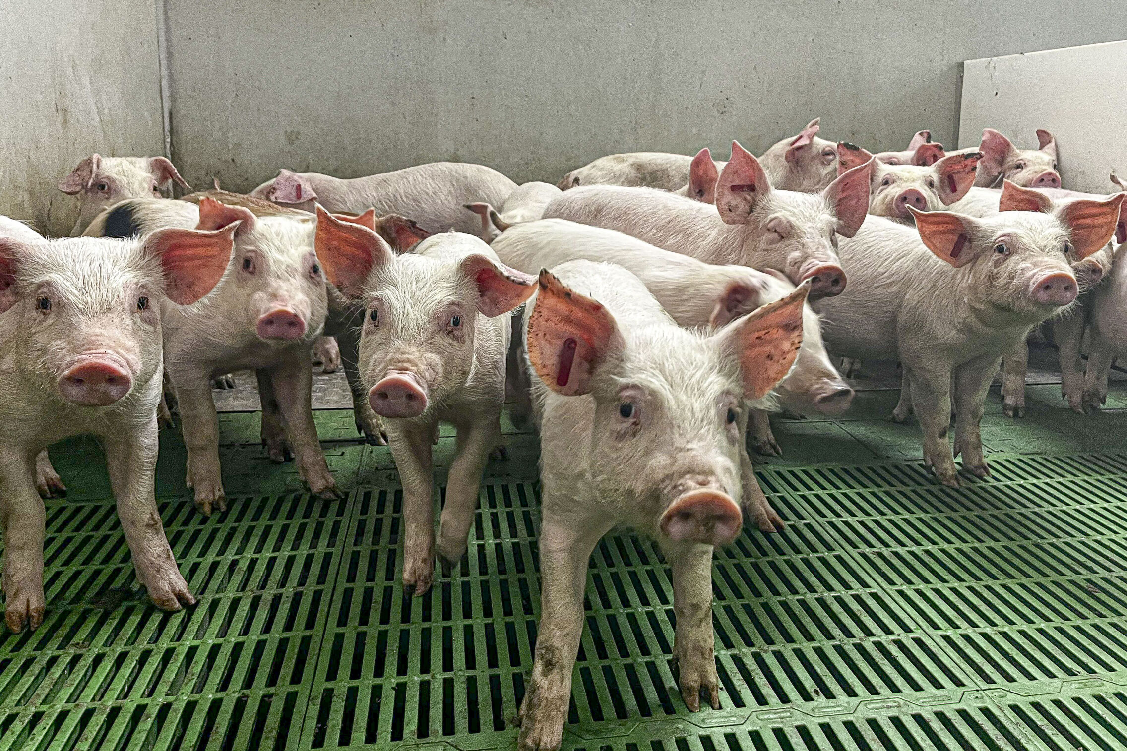Foto: Aragón intensifica las inspecciones biosanitarias por la peste porcina africana. (EFE/Javier Belver) 