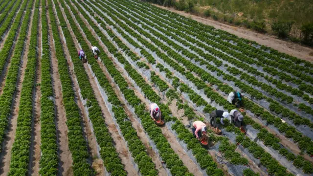 Grupos de personas recogen frutos en una explotación agrícola peruana.