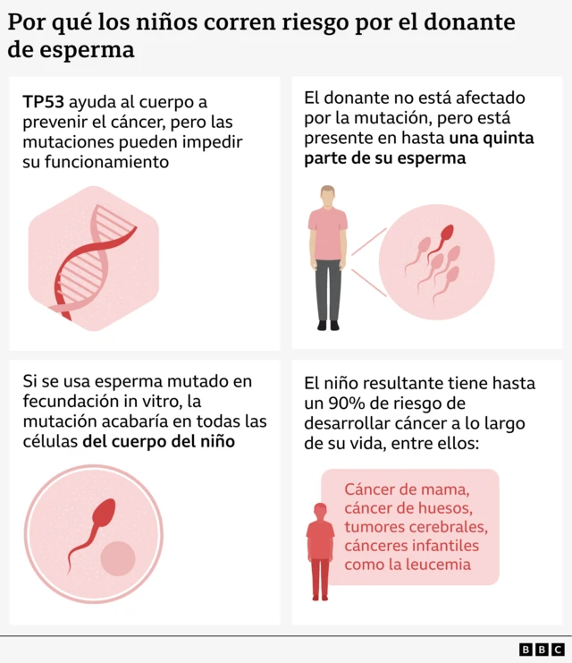 Infografía que explica cómo una mutación del gen TP53 en el esperma del donante puede provocar riesgo de cáncer en los niños concebidos mediante fecundación in vitro. El panel superior izquierdo muestra una cadena de ADN con el texto: "El TP53 ayuda al cuerpo a prevenir el cáncer, pero las mutaciones pueden impedir su funcionamiento". El panel superior derecho muestra una figura humana junto a ilustraciones de espermatozoides con el texto: "El donante no se ve afectado por la mutación, pero esta está presente en hasta una quinta parte de su esperma". El panel inferior izquierdo muestra un espermatozoide dentro de un círculo con el texto: "Si se utilizan espermatozoides mutados en la FIV, la mutación acabaría en todas las células del cuerpo del niño". El panel inferior derecho muestra la silueta de un niño con el texto encima que dice: "El niño resultante tiene un riesgo de hasta el 90 % de desarrollar cáncer a lo largo de su vida, incluyendo cáncer de mama, cánceres óseos, tumores cerebrales y cánceres infantiles como la leucemia". 