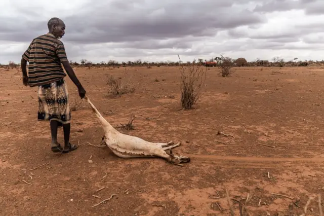Un hombre arrastra un animal muerto en un campo árido en la región somalí de Doolow.