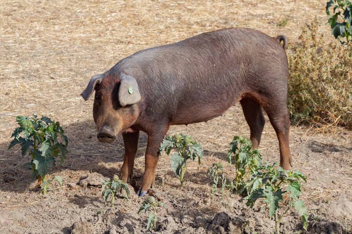 Un cerdo en una granja,