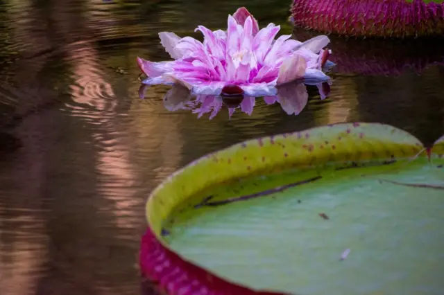 Flor rosada