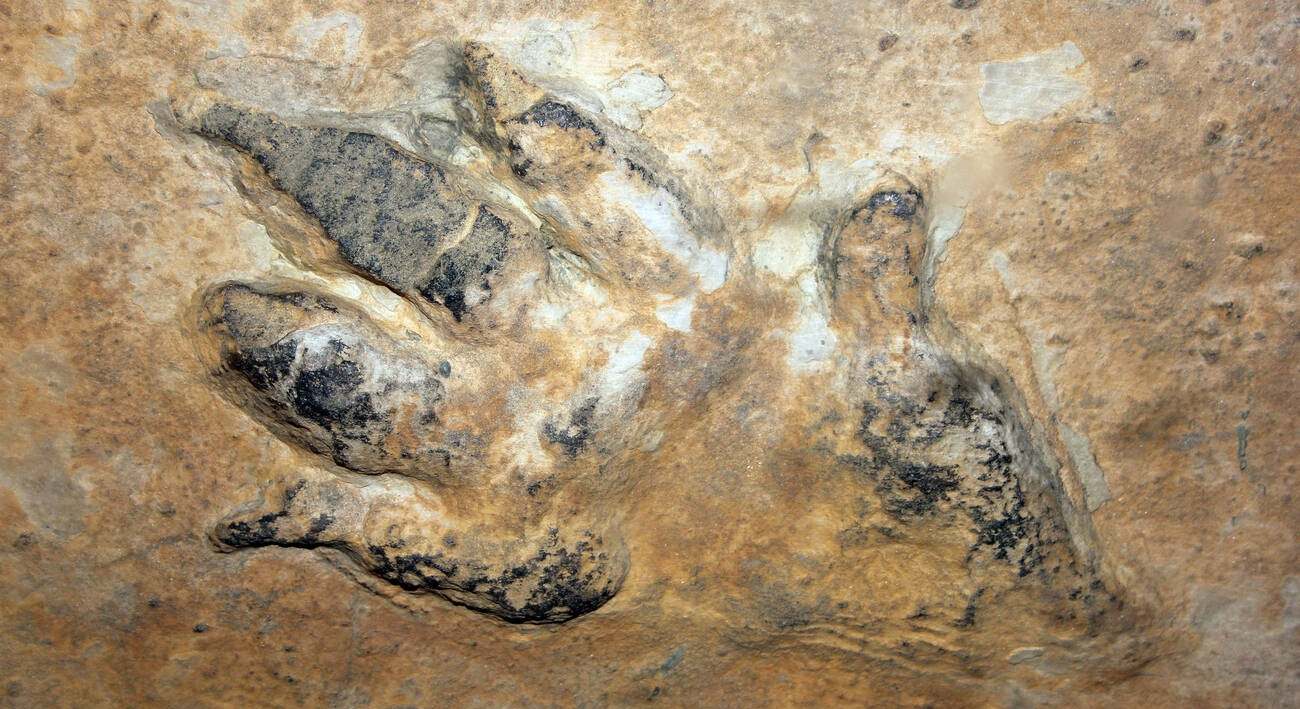 Científicos descubren las huellas de dinosaurio más grandes del mundo: podrían tragarse a un humano de un solo paso