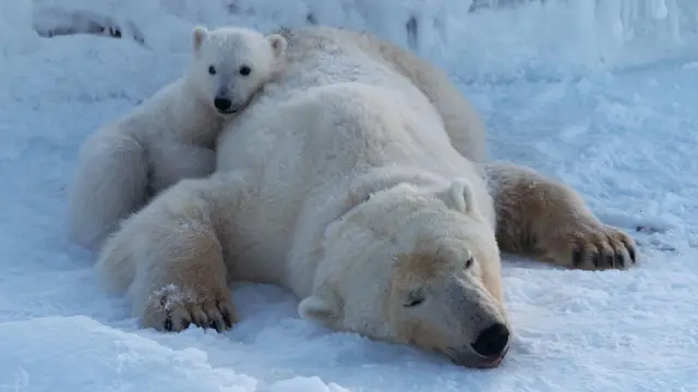 Una osa, dormida o sedada, yace tumbada sobre la nieve y el hielo mientras su cachorro se acurruca junto a ella.