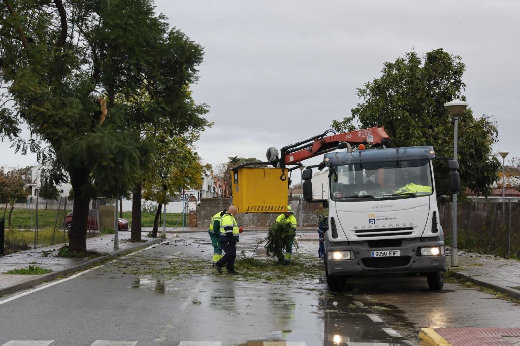 Operarios de Mairena del Aljarafe (Sevilla) retiran restos de un árbol caído por el fuerte viento.