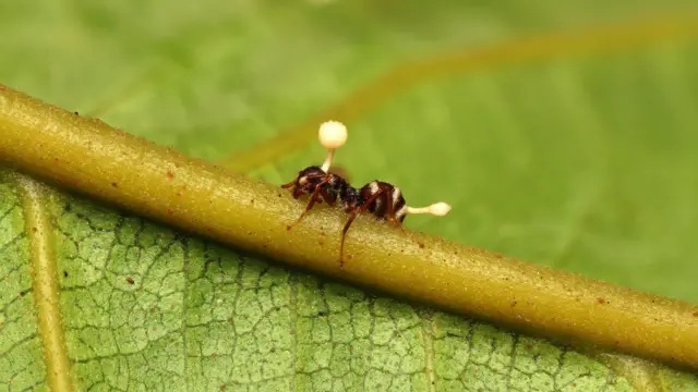 De una hormiga, que está sobre una hoja verde, salen dos champiñones del género cordyceps.