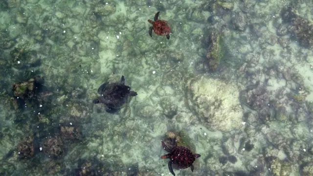 Crías de tortugas