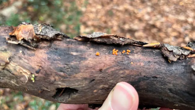 Un tronco de madera sostenido por una mano en el que se ven pequeños puntos color naranja adheridos a la corteza