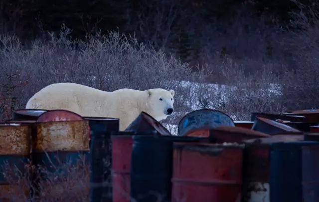 Un oso polar se encuentra cerca de un montón de bidones de petróleo oxidados en un vertedero. El oso adulto parece estar explorando los bidones con tranquilidad.