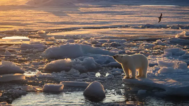 La imagen muestra un oso polar de pie al borde de un témpano de hielo. Mira fijamente a la distancia y el hielo a su alrededor está roto y derritiéndose. La luz del sol, que ilumina al oso, es dorada.