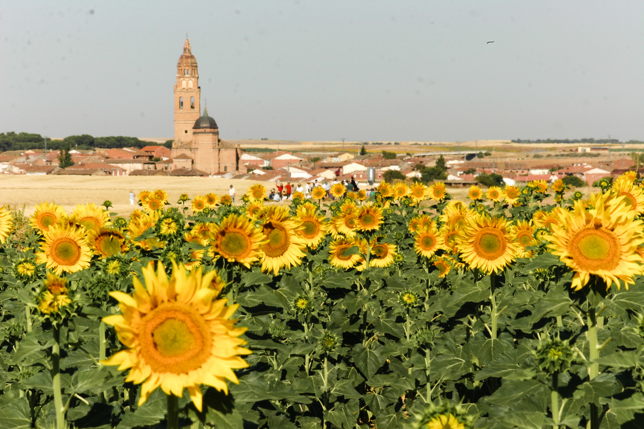 Foto: (Fuente: iStock)