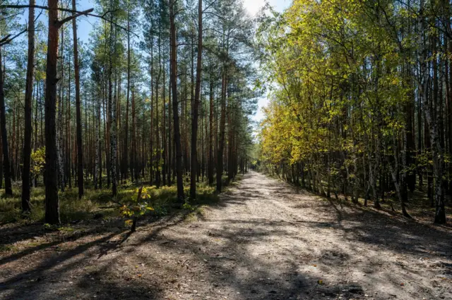 Un bosque europeo