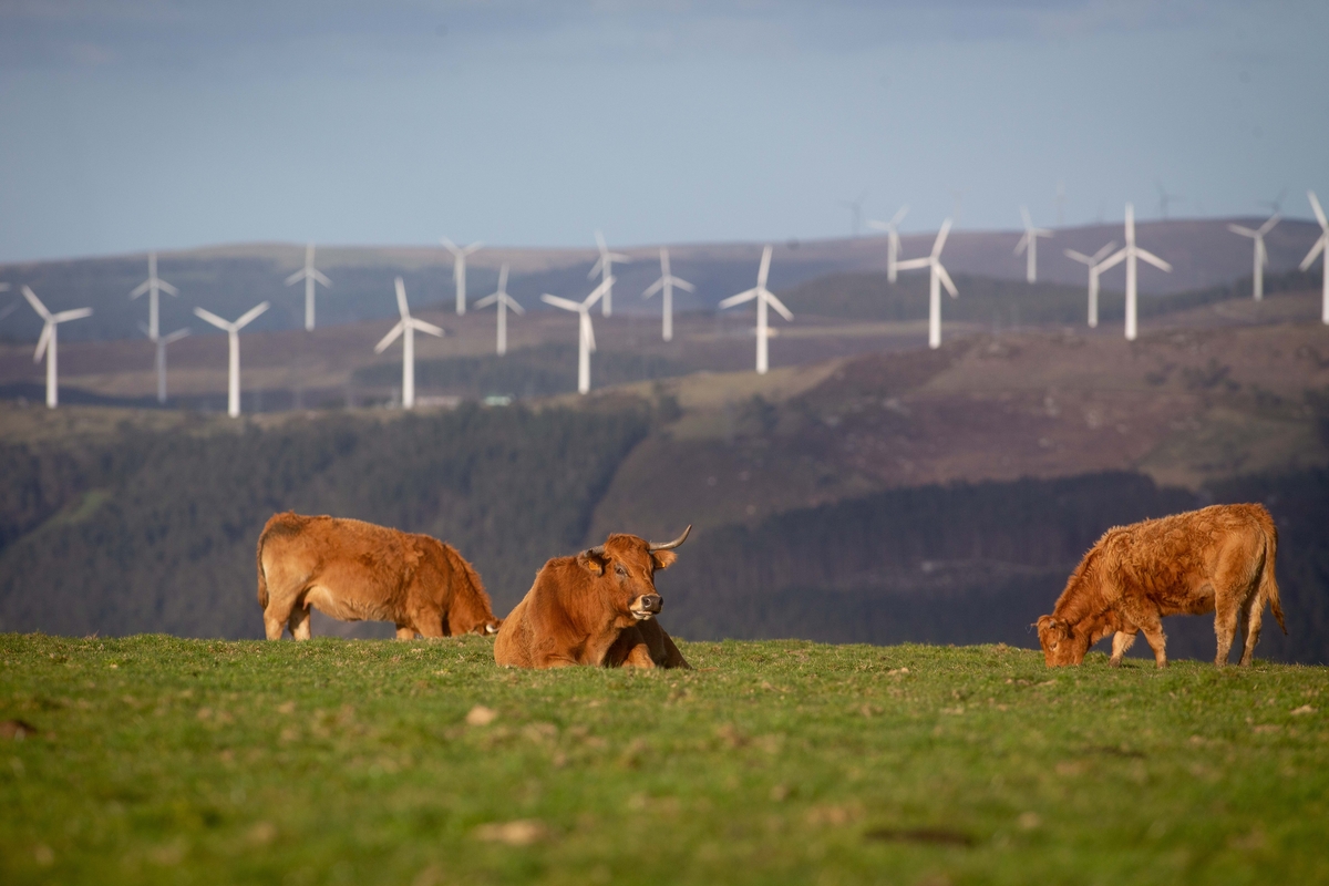 Varias vacas en el parque