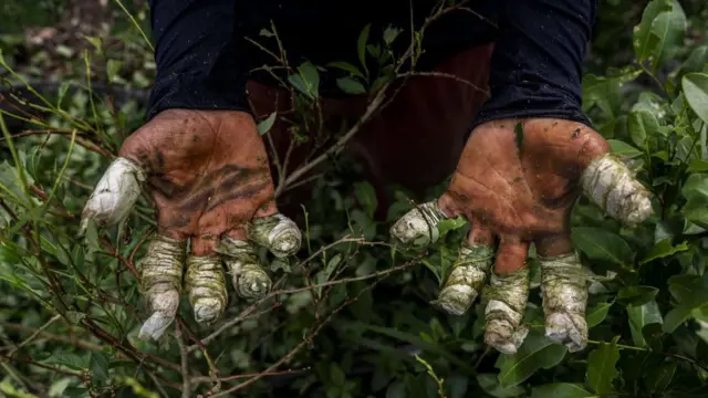 Manos vendadas de un trabajador cocalero en Putumayo, Colombia, en 2022.