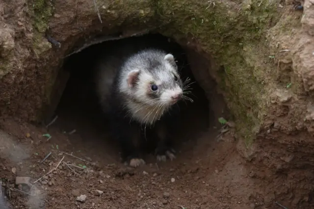 Un hurón se encuentra en la madriguera de un conejo cerca del pueblo de Cintrúenigo, al norte de España, donde la caza con hurones es legal debido a la alta población de conejos.