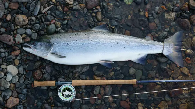 Un salmón de 8 kilos capturado en un río de Noruega junto a una caña de pescar.